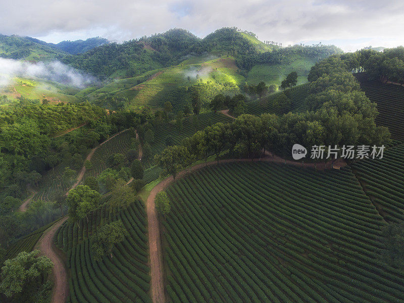 在泰国清莱的Doi Mae Salong，美丽的早晨空中风景